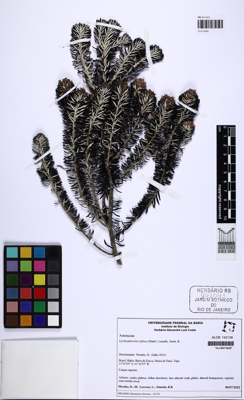 Lychnophorella triflora photo 3