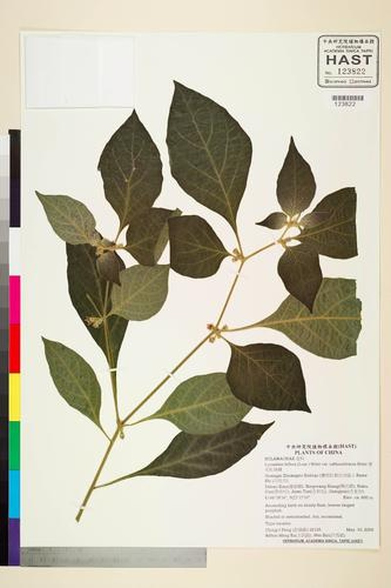 Lycianthes biflora var. subtusochracea