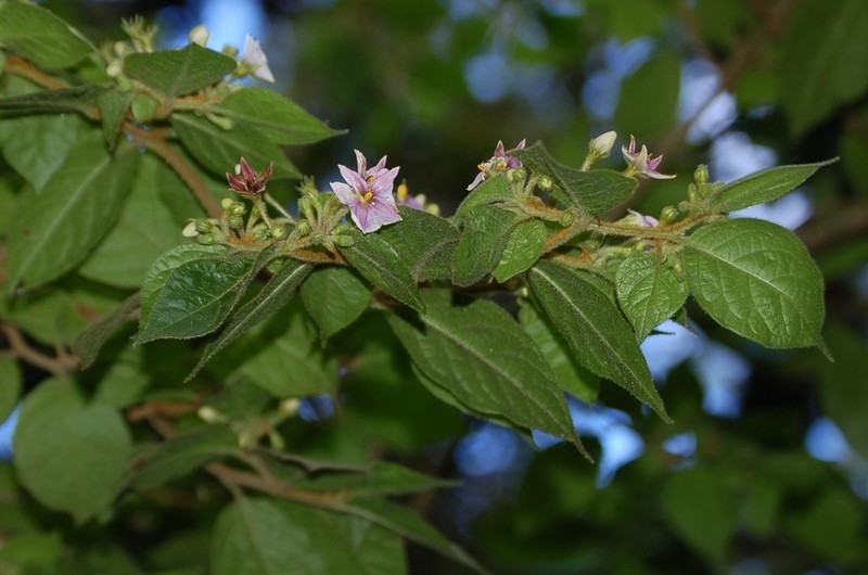 Lycianthes breedlovei