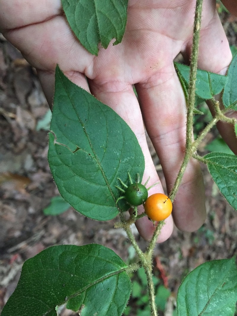 Lycianthes breedlovei photo 3