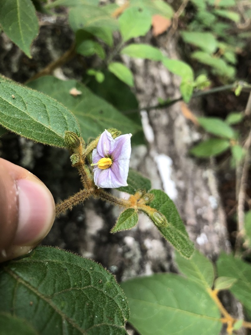 Lycianthes breedlovei photo 5