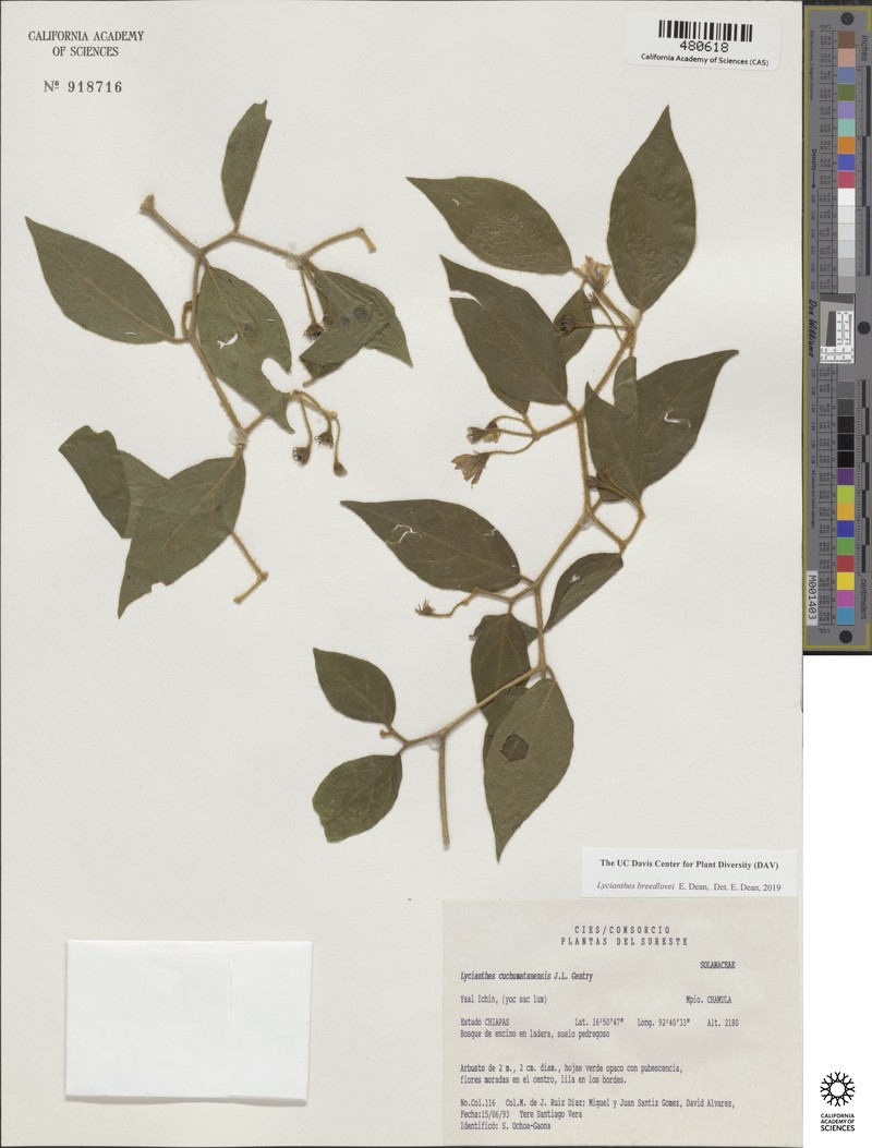 Lycianthes breedlovei photo 7