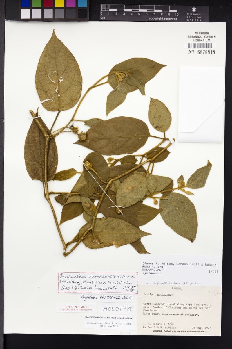Lycianthes coloradensis