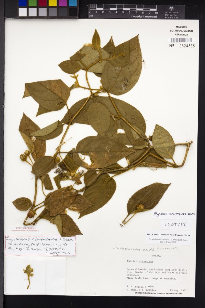 Lycianthes coloradensis photo 2