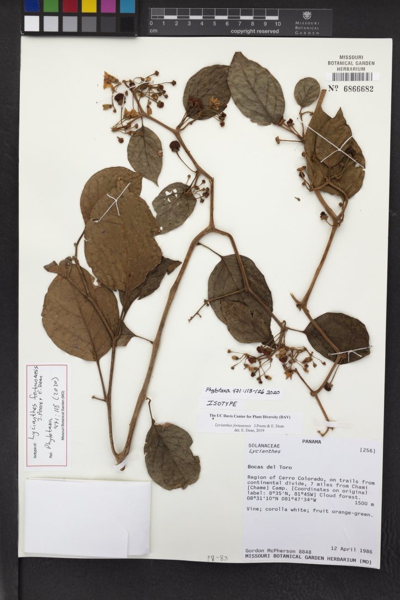Lycianthes fortunensis