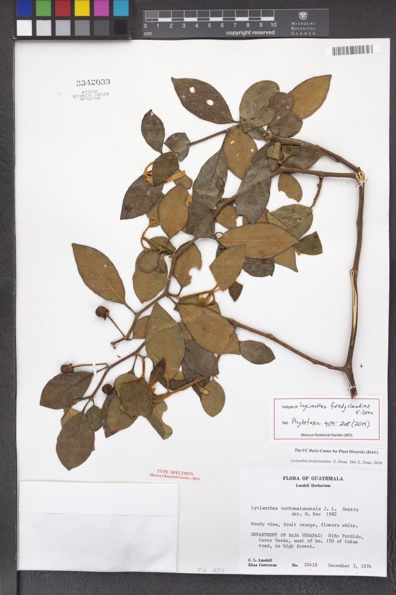 Lycianthes fredyclaudiae