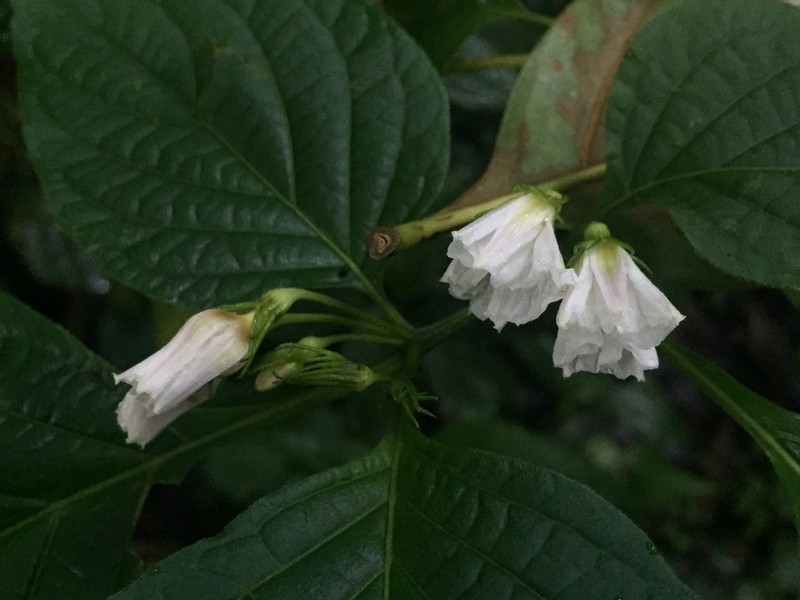 Lycianthes grandifolia
