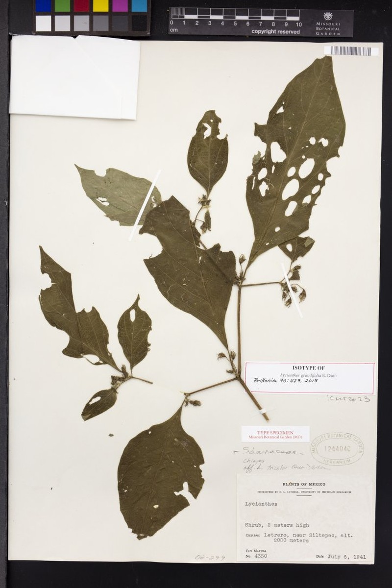 Lycianthes grandifolia photo 3