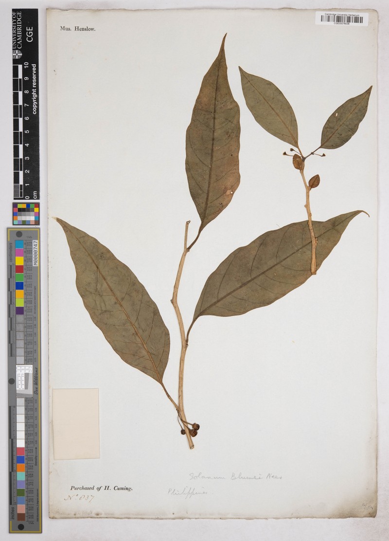 Lycianthes laevis subsp. laevis