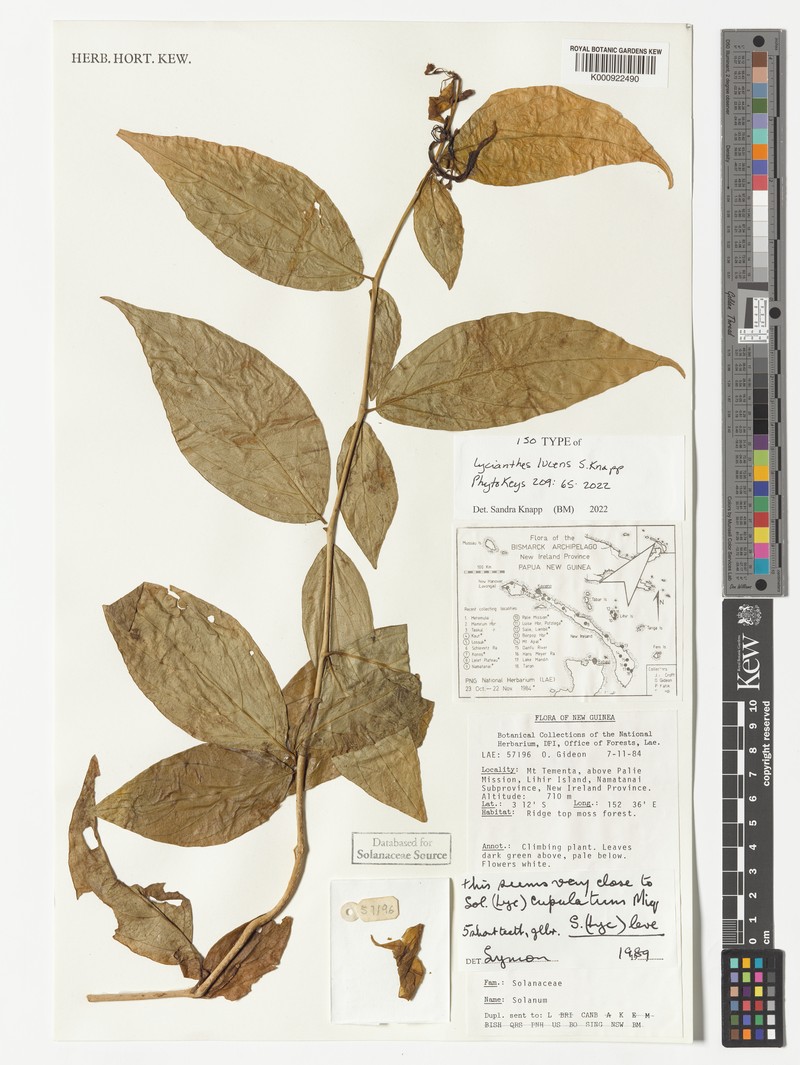 Lycianthes lucens