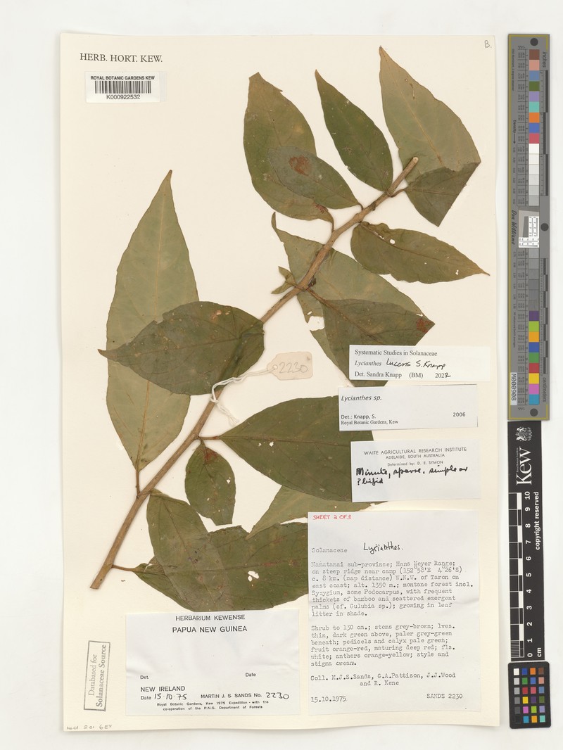 Lycianthes lucens photo 2