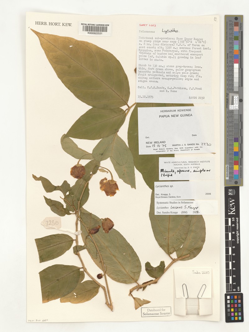 Lycianthes lucens photo 3