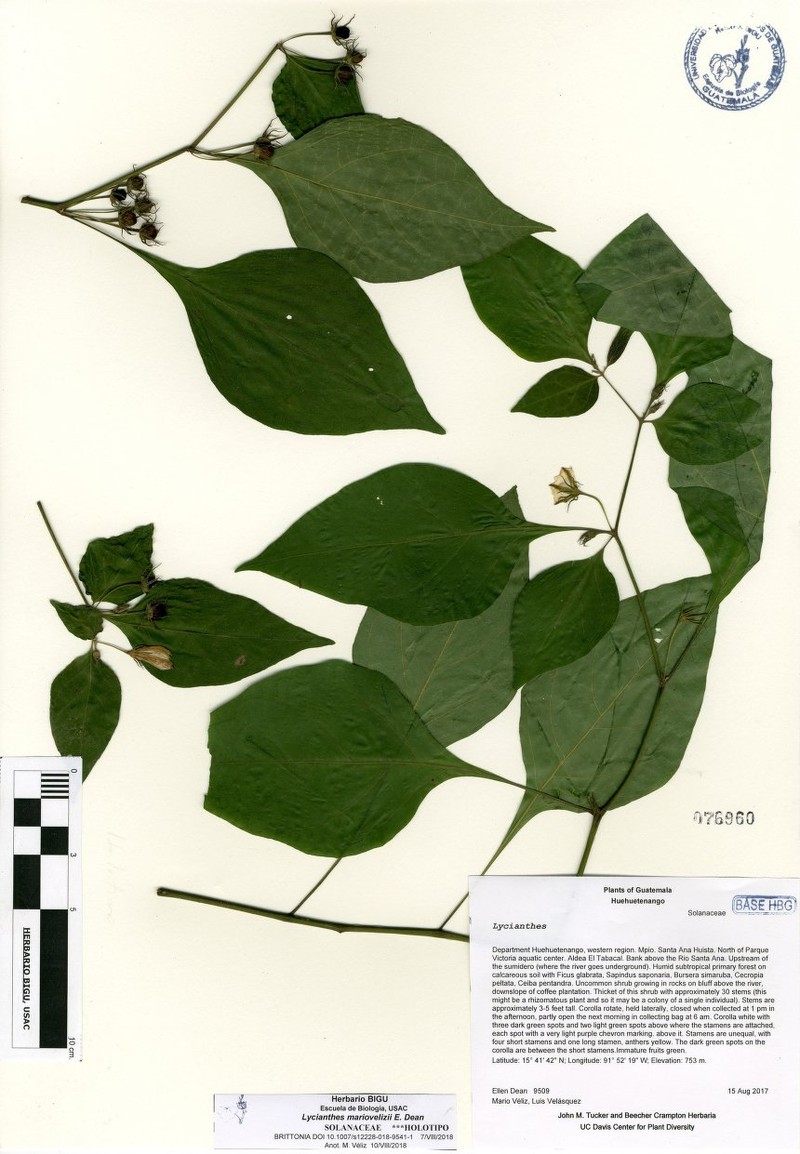 Lycianthes mariovelizii