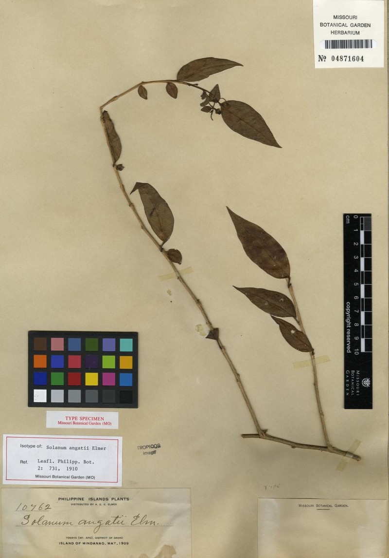 Lycianthes parasitica subsp. epiphytica