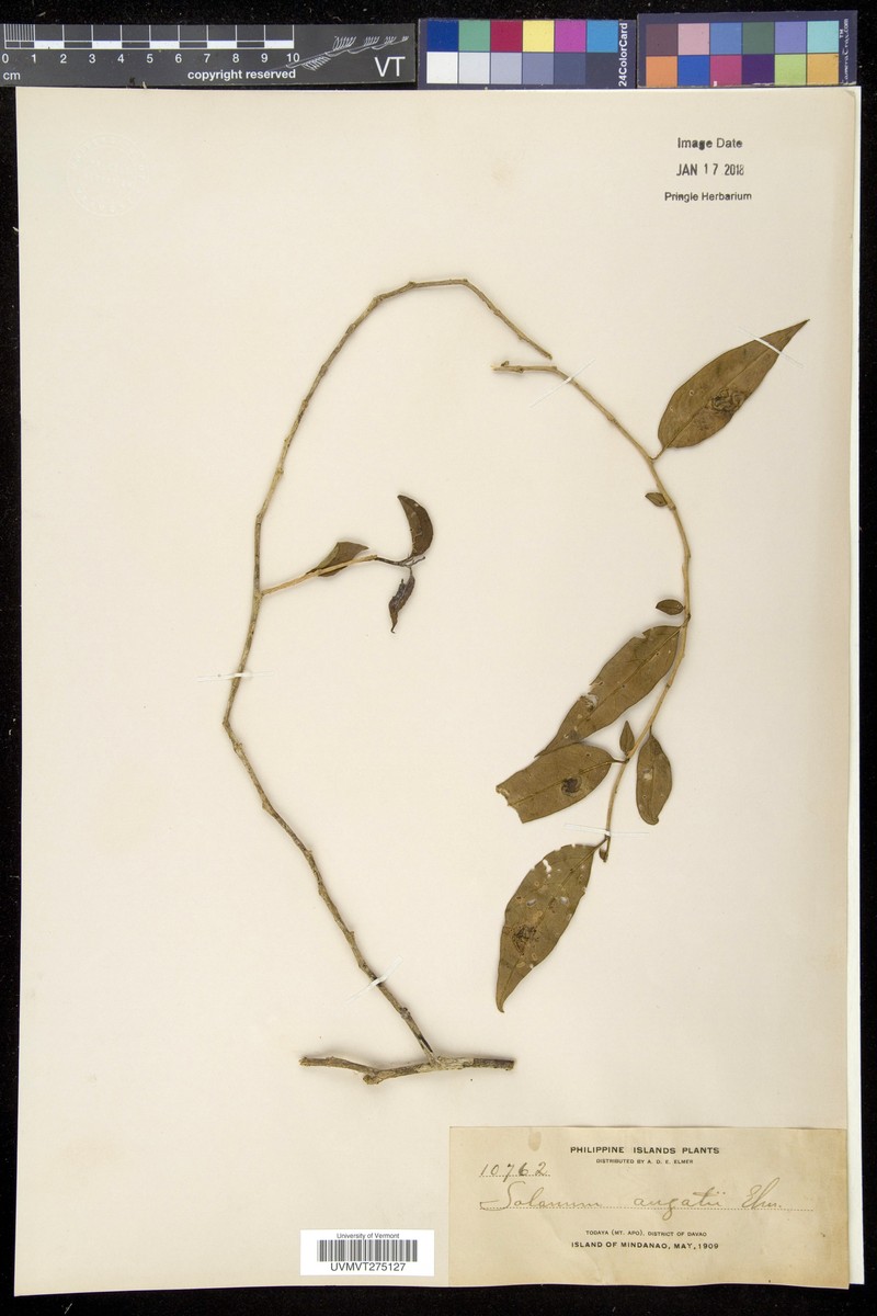 Lycianthes parasitica subsp. epiphytica photo 2