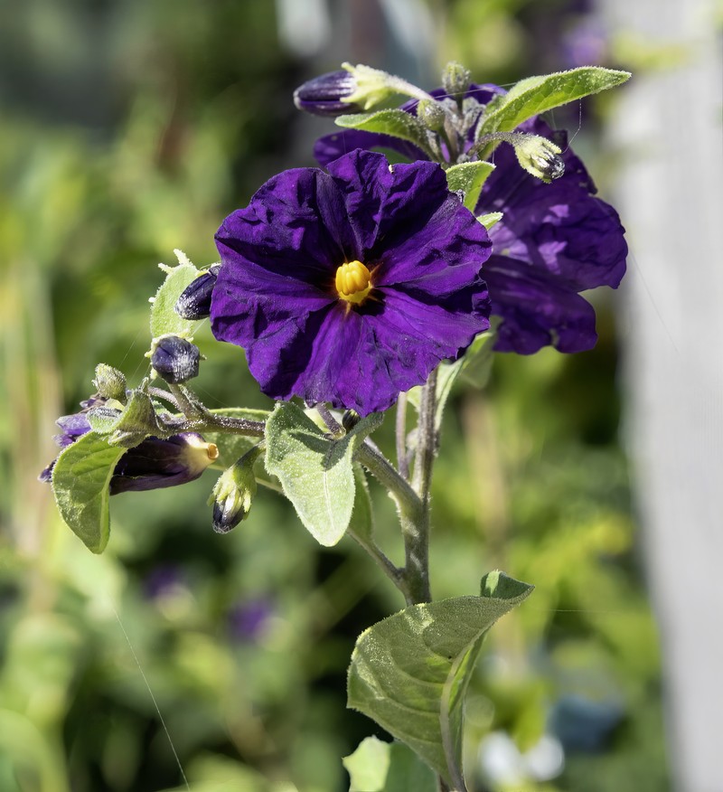 Blue Potatobush photo 2
