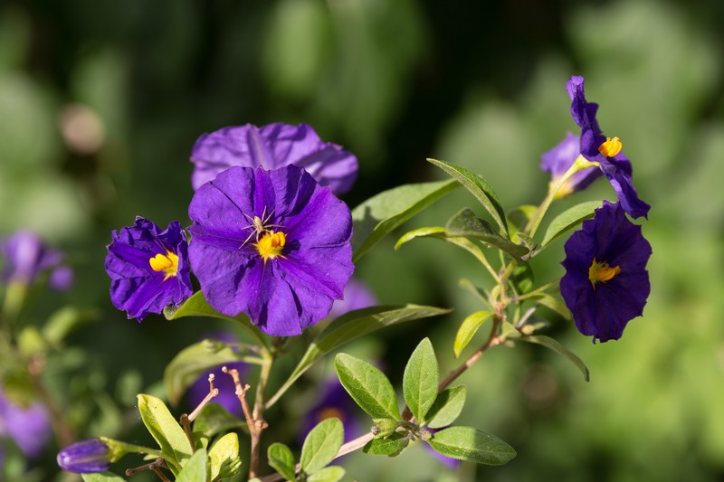 Blue Potatobush photo 3