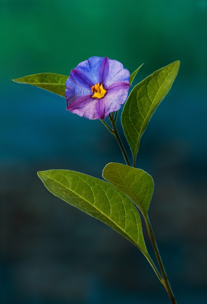 Blue Potatobush photo 4