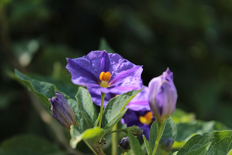 Blue Potatobush photo 7