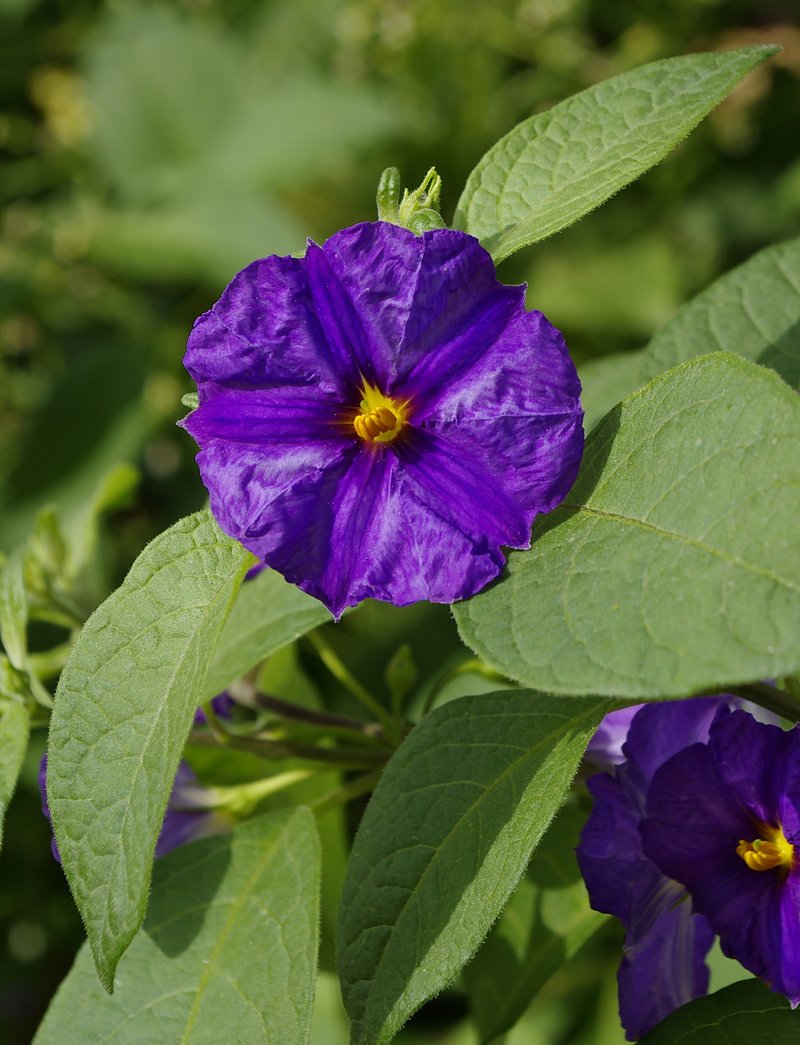 Blue Potatobush photo 8
