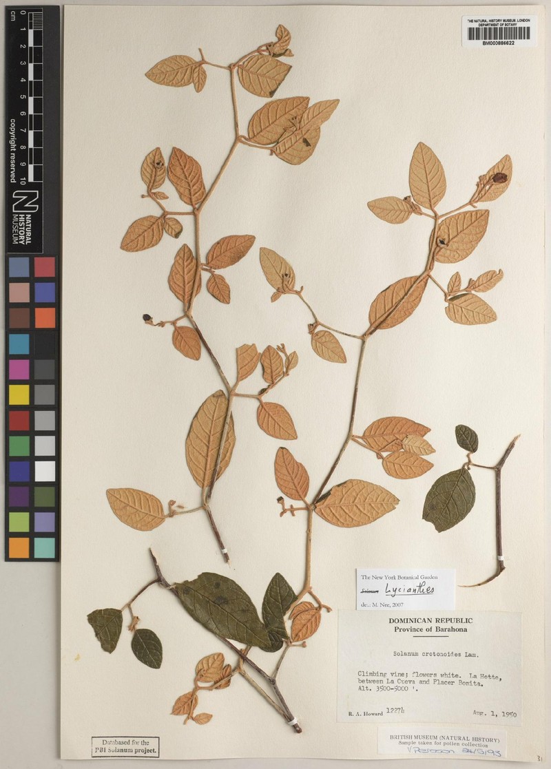 Lycianthes testacea