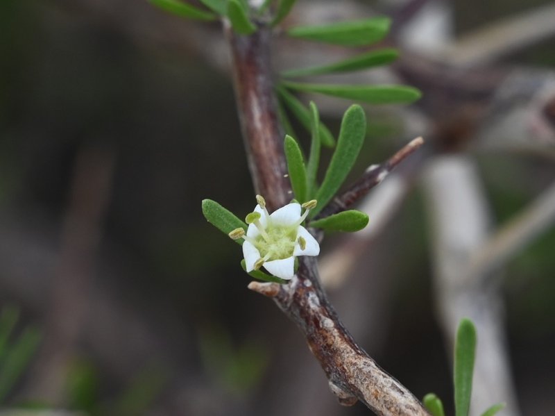 Berlandier's Wolfberry photo 7
