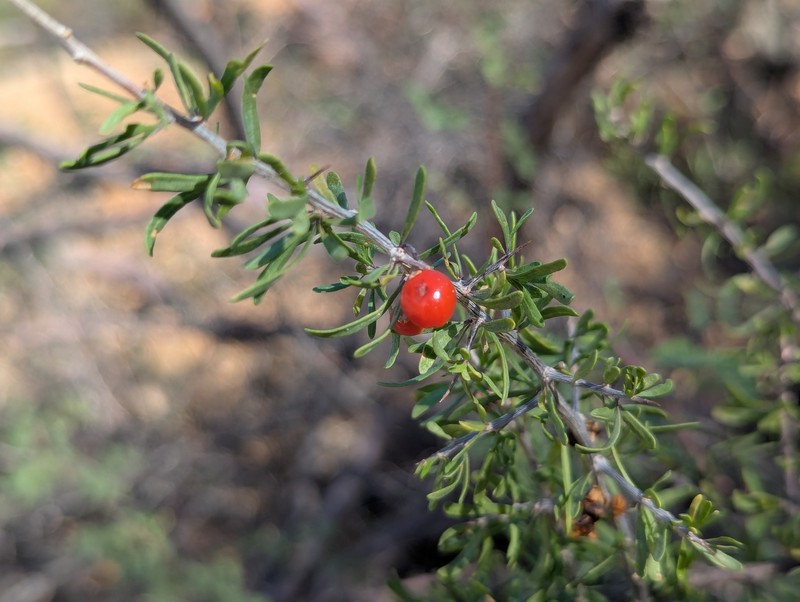 Berlandier's Wolfberry photo 3