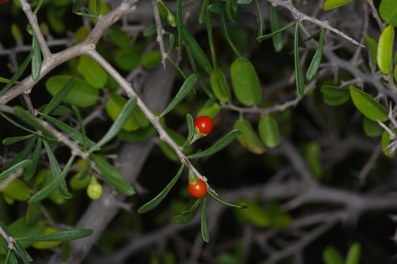 Berlandier's Wolfberry photo 4