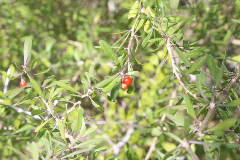 Berlandier's Wolfberry photo 5