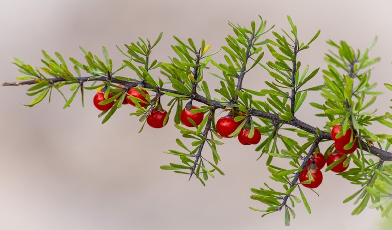 Berlandier's Wolfberry photo 6