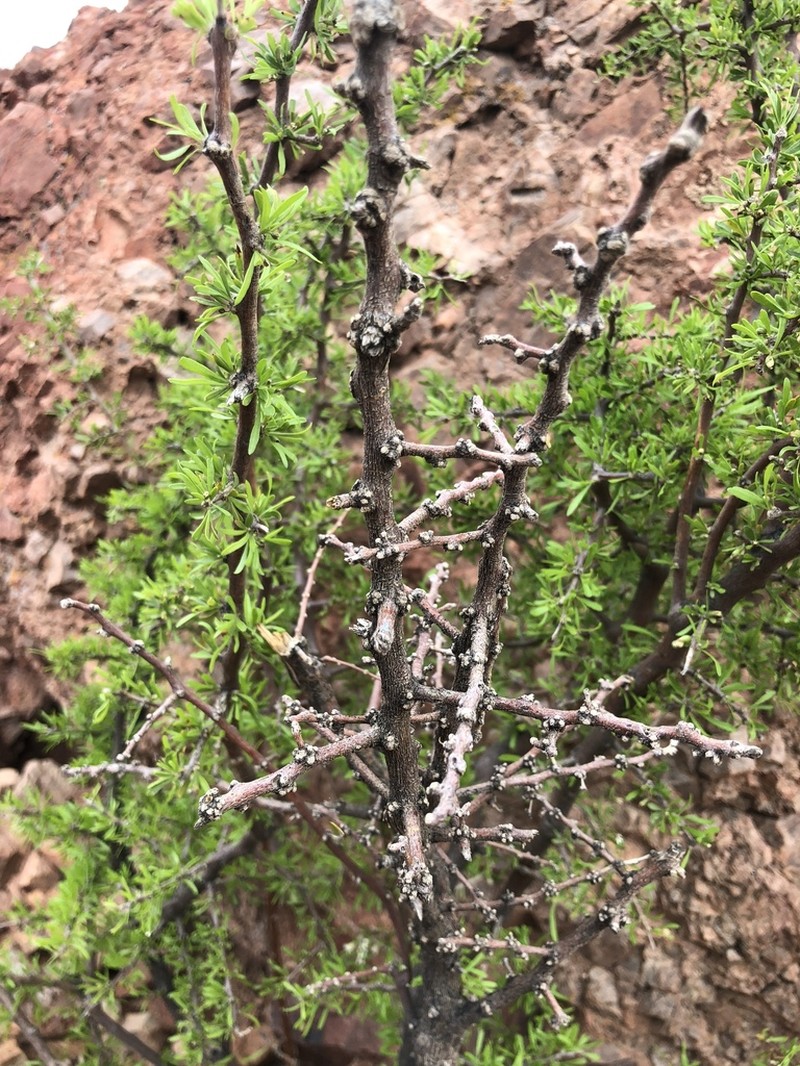 Berlandier's Wolfberry photo 7