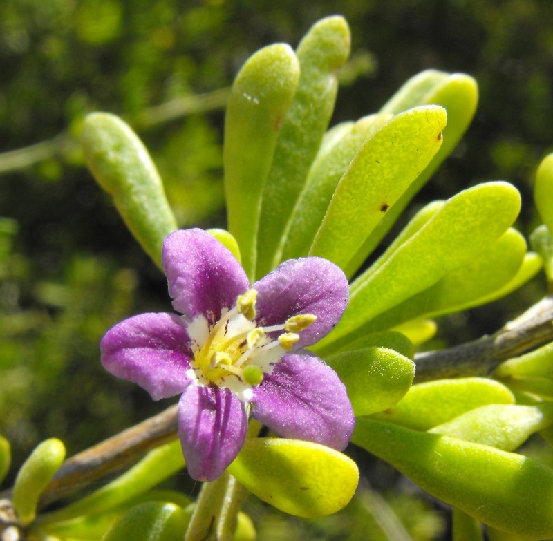 Baja Desert-Thorn photo 2
