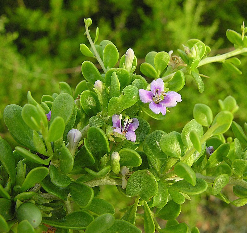 Baja Desert-Thorn photo 3