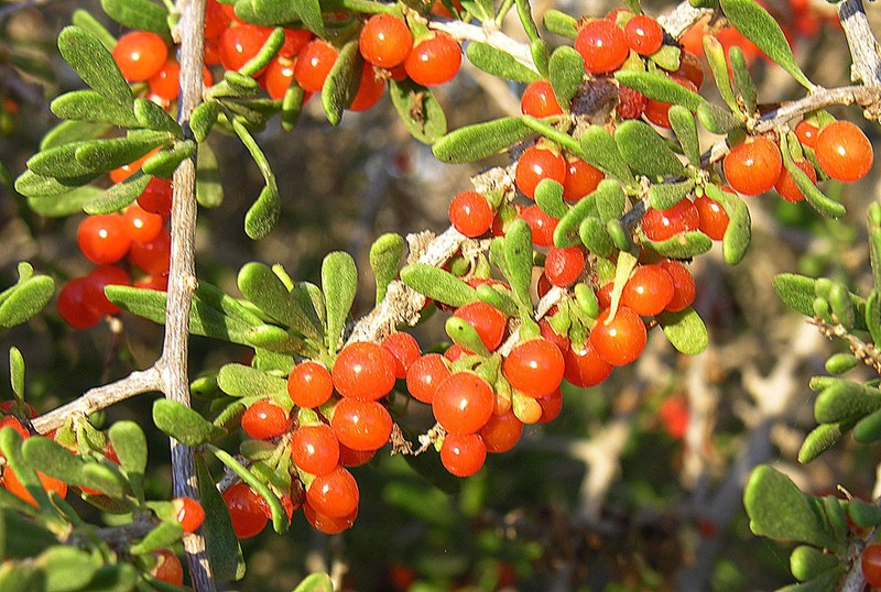 Baja Desert-Thorn photo 4