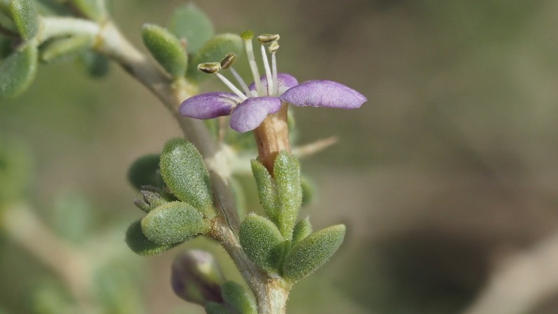Baja Desert-Thorn photo 3