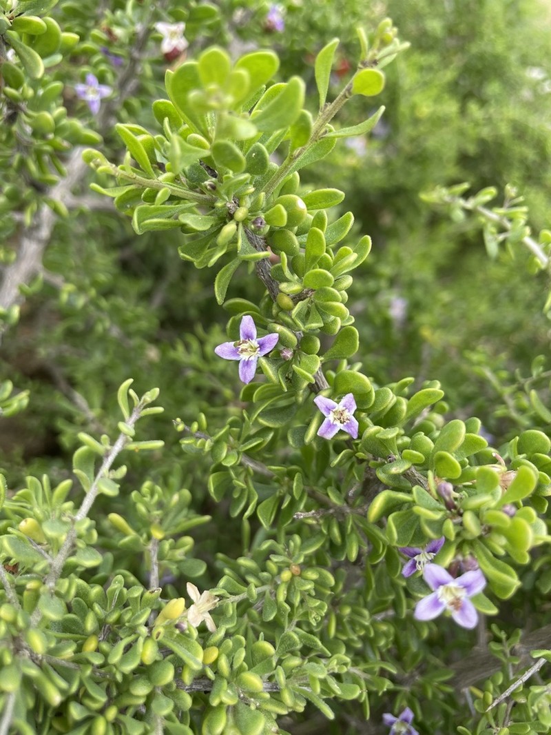 Baja Desert-Thorn photo 7