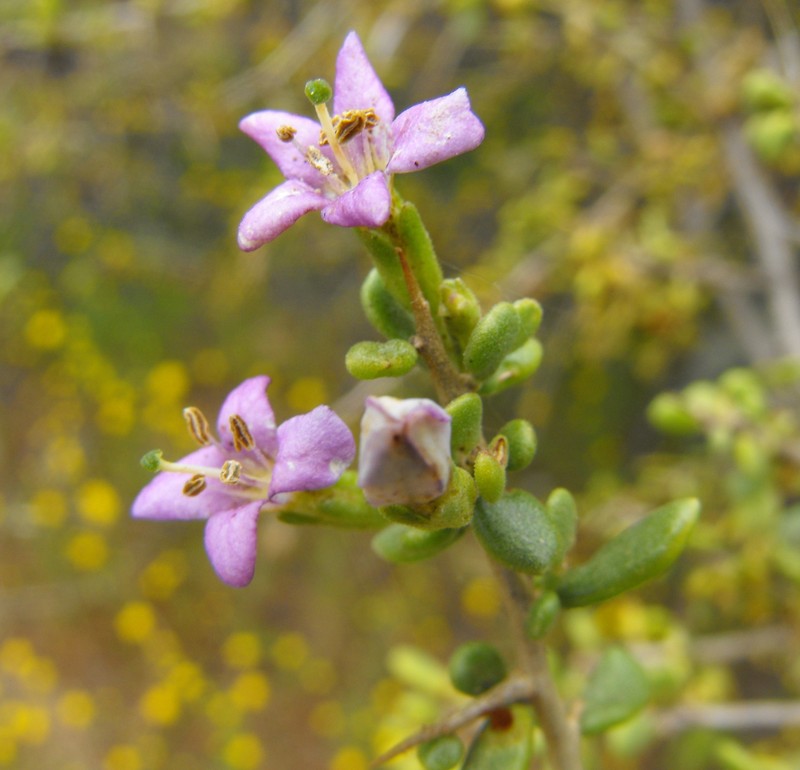 Santa Catalina Island Desert-Thorn