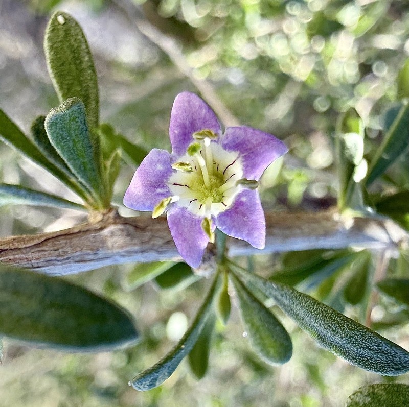 Santa Catalina Island Desert-Thorn photo 4