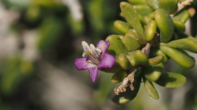 Santa Catalina Island Desert-Thorn photo 5