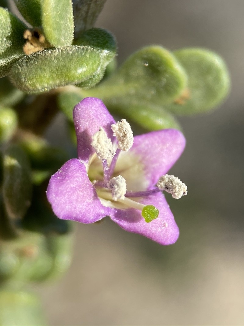Santa Catalina Island Desert-Thorn photo 7