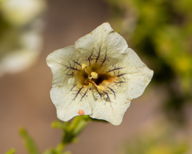 Lycium bridgesii