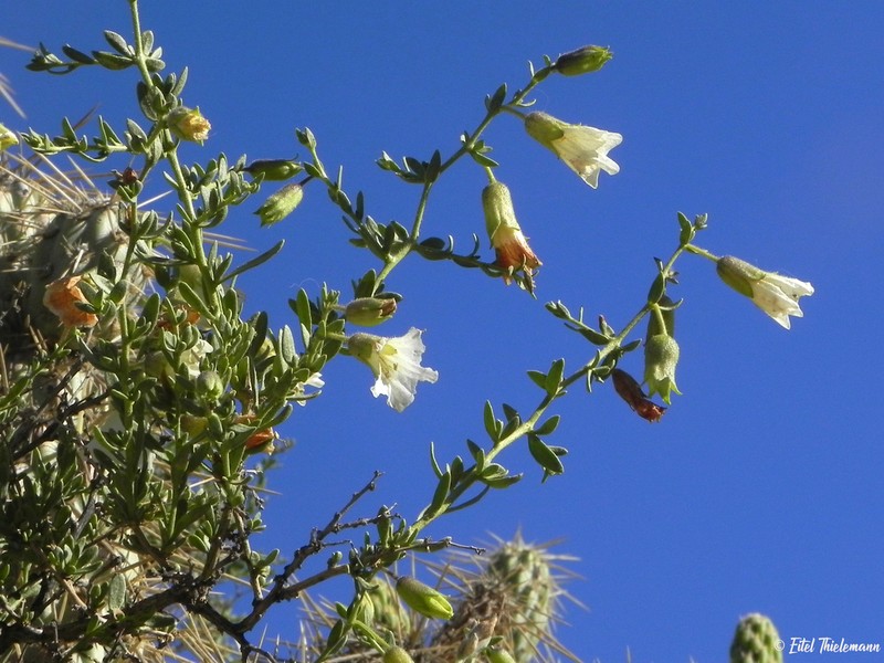 Lycium bridgesii photo 2
