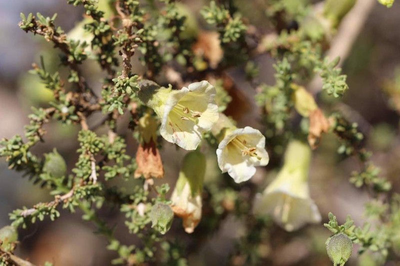 Lycium bridgesii photo 3