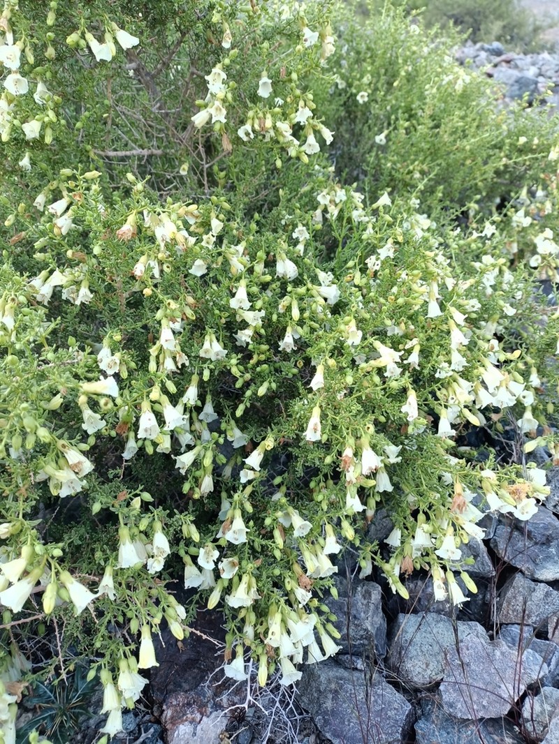 Lycium bridgesii photo 4