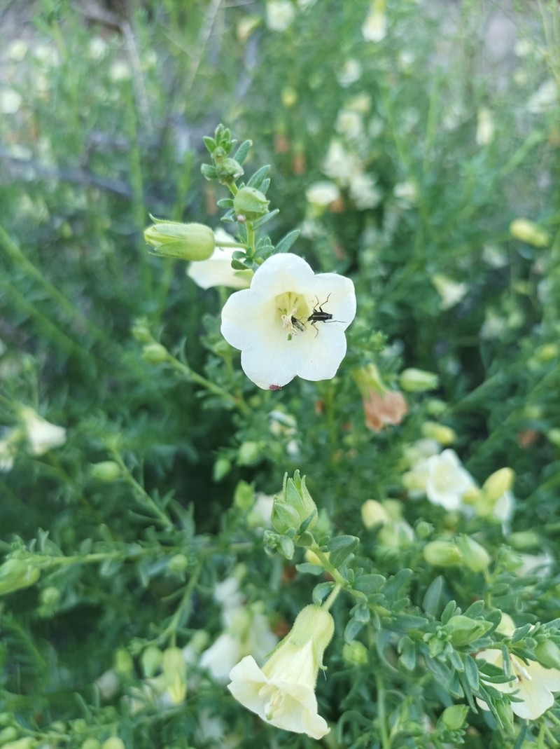 Lycium bridgesii photo 5