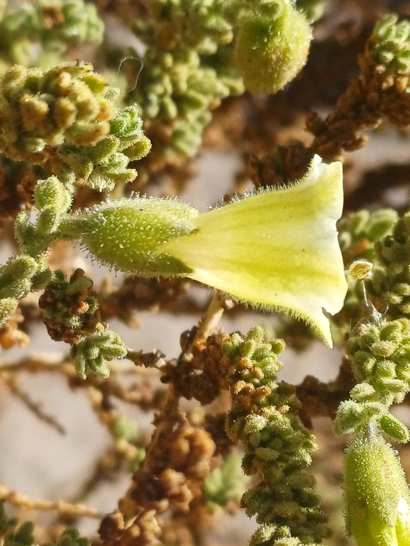 Lycium bridgesii photo 6