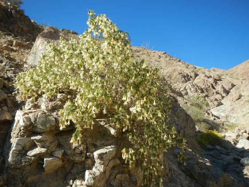 Lycium bridgesii photo 7