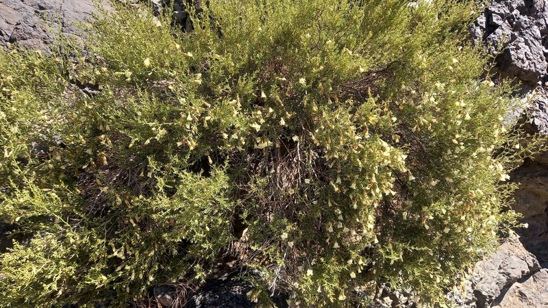 Lycium bridgesii photo 8