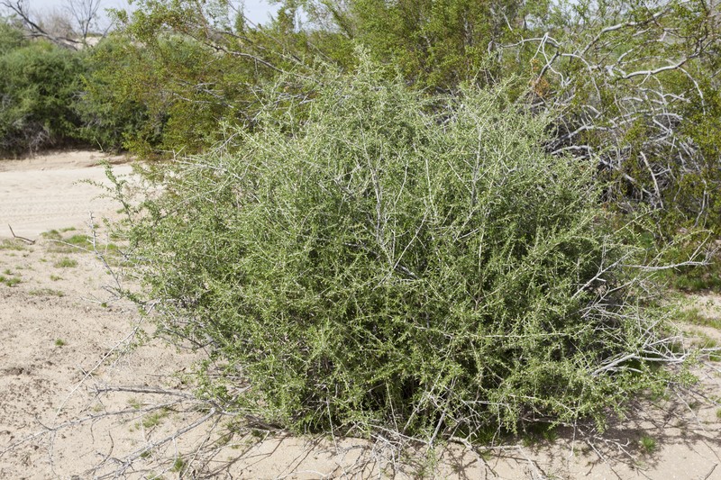 California Desert-Thorn