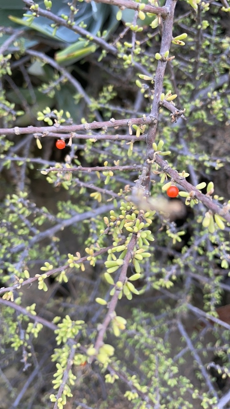 California Desert-Thorn photo 2